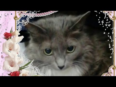 Приколы ! Смешные животные . Звезда наша Барыня