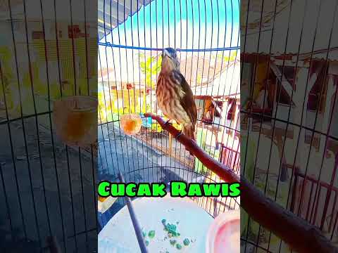 Cucak Rawis gacor cocok buat pancingan burung langsung nyaut