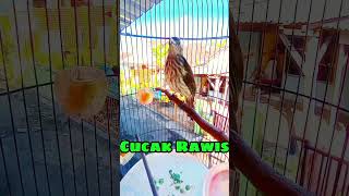 Download lagu Cucak Rawis gacor cocok buat pancingan burung langsung nyaut mp3