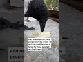 How to befriend a crow!