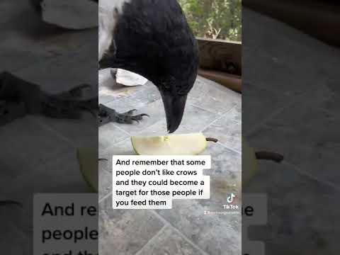 How to befriend a crow!