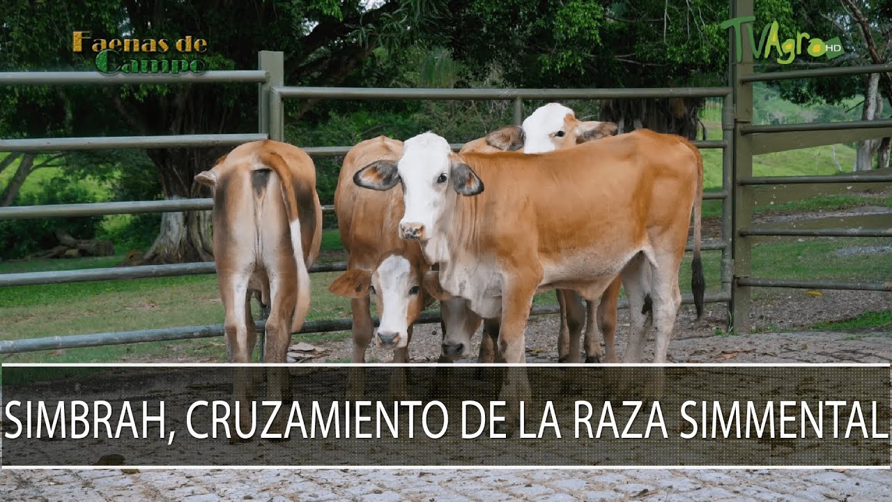 Simbrah, cruzamiento de la raza Simmental - TvAgro por Juan Gonzalo Angel Restrepo