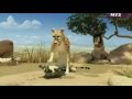 Funny LION LEON