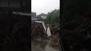 Download lagu Pohon Beringin Tumbang di desa Rajawangi kec Leuwimunding Kab Majalengka pada hari Rabu 18 Maret 26 mp3