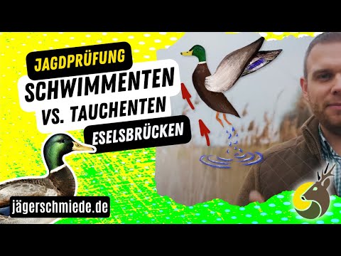, title : 'Schwimmenten und Tauchenten - Wissen für die Jagdprüfung! Mit diesen Eselsbrücken klappt's bestimmt.'