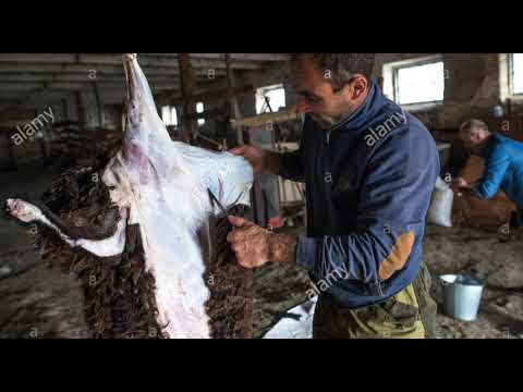 Saúl Huenchul _ puchero de Esquila 🌽🥩🥕🎼