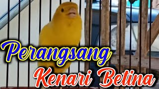 Download lagu PERANGSANG KENARI BETINA | SUARA RANGSANGAN KENARI JANTAN MINTA KAWIN mp3 Download lagu PERANGSANG KENARI BETINA | SUARA RANGSANGAN KENARI JANTAN MINTA KAWIN mp3