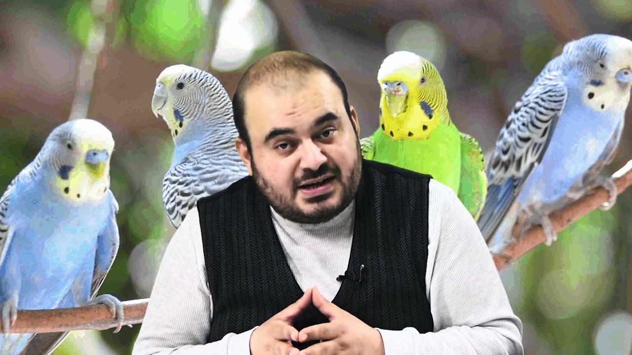 RÜYADA MUHABBET KUŞU GÖRMEK Esved Dini Rüya Tabirleri ve Yorumu Rüya Tabiri