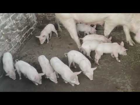 Pig farming #large white # khatauli#10bacche 1 mada