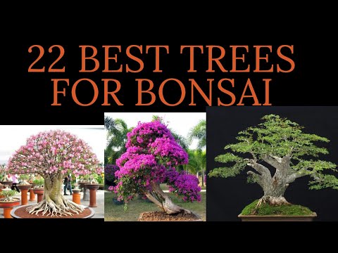 22 BEST TREES FOR BONSAI | BEST BONSAI PLANT