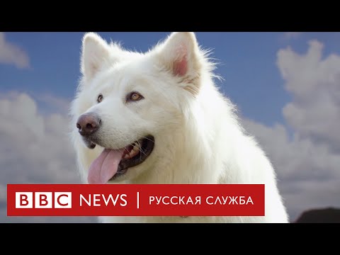  
            
            Тайная жизнь собак | Документальный фильм Би-би-си
            
        