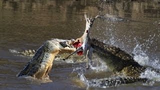 Crocodiles In Devouring deer ► Blue