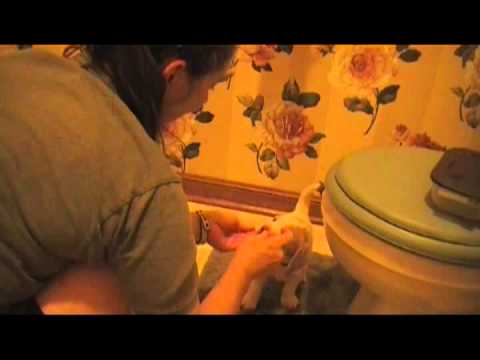 Puppy training 101 8/20/13 5 weeks 2 days