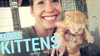 Because We Need More Barn Cats