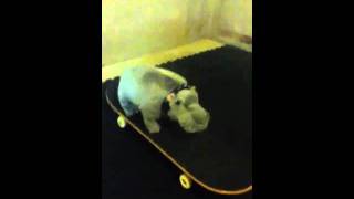 Bert the hippo on a skateboard