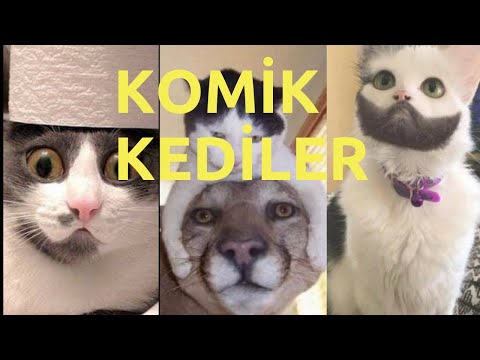 Komik Kediler #1 Gülme Garantili Komik Kediler | Komik Hayvanlar Alemi