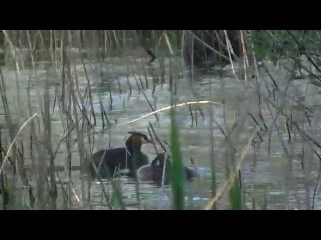 イタリアのFolagheのビデオ発音