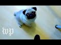 Man Who Taught Dog Nazi Salute Found Guilty Of Hate Crime