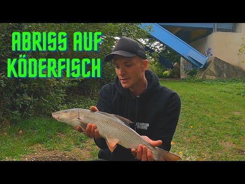 Flussangeln mit Feederrute und Köderfisch!