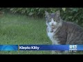 ‘Klepto Kitty’: Citrus Heights Neighborhood Deals With A Literal Cat Burglar