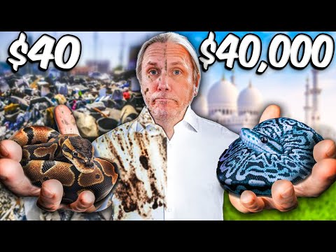 My Cheapest Snake To My Most Expensive Snake!