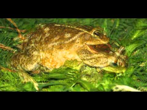 Bufo granulosus fernandezae