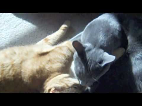Jamie and DeSoto (My two crazy cats)