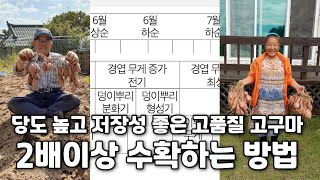 당도 높고 저장성 좋은 고품질 고구마 2배이상 다수확하는 방법: 다조아골드와 플러스 6월상순부터 7월하순까지…