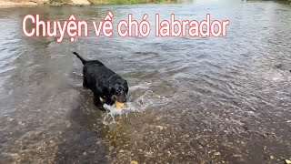 Những điều kỳ lạ về chó labrador. Lần đầu thấy hoa hạt óc chó!| Cuộc sống ở Đức