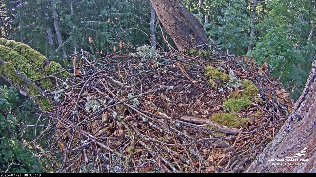 Live webcam view of Nido del Águila Pomerana en el Roble