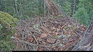 Talsi Municipality · Talsi · LVM mazais ērglis Lisiņa · ozols 3 · Lesser Spotted Eagle live stream