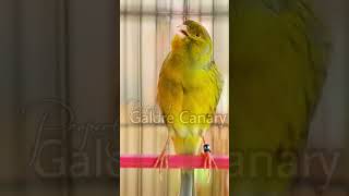 Download lagu suara kenari kombinasi isian gelatik batu & blackthroath #kenarigacor #canário #burungkicau #birds mp3