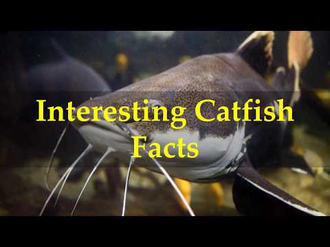 Interesting Catfish Facts