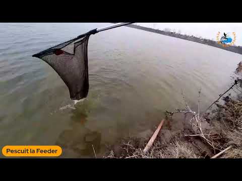 Pescuim la Feeder pe Ferma Piscicola Trivalea Mosteni