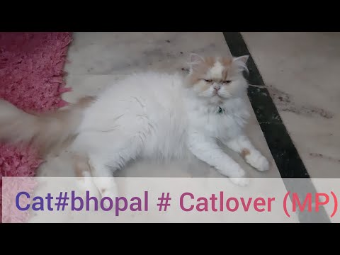 Cat#bhopal #youtube#Vlog #Vlogvideo #mukund Sable