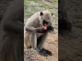 Jay Shree Ram Monkey Video Monkey Monkey Cartoon Monkey Dance Monkey King Monkey Monkey