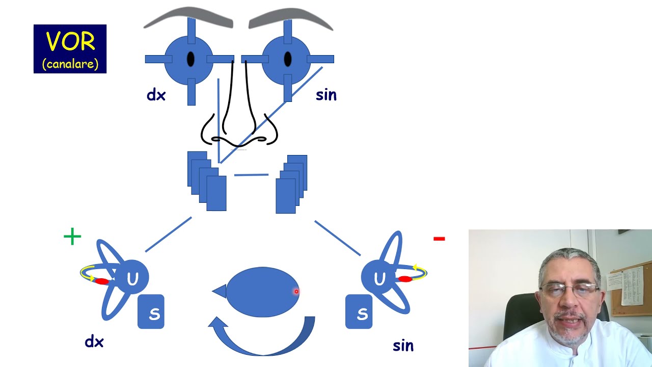 Il riflesso vestibolo-oculomotore - VOR