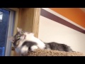 Bean The Shelter Cat Rocks