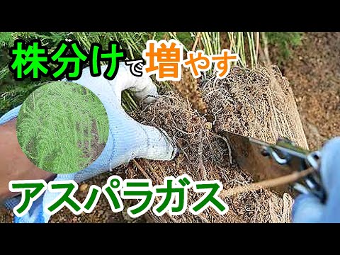 観賞用アスパラガス 植物