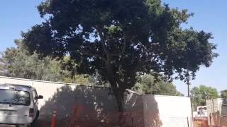 How to Protect Protected Trees