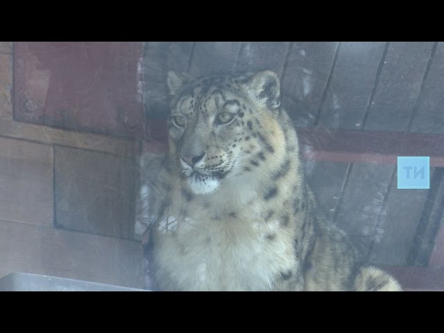 Казанский зооботсад ищет пару для оставшегося без самца снежного барса
