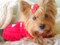 San Francisco Yorkie Olivia Turns 11