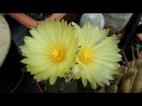 My Astrophytum nudum Cactus plant in twin bloom