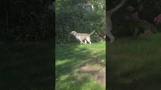 Video preview image #1 Mutt Puppy For Sale in Belleuve, NE, USA