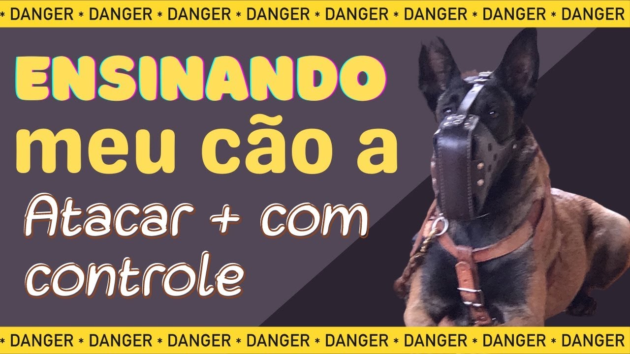 COMO ENSINAR SEU CÃO A ATACAR E VOCÊ TER O CONTROLE