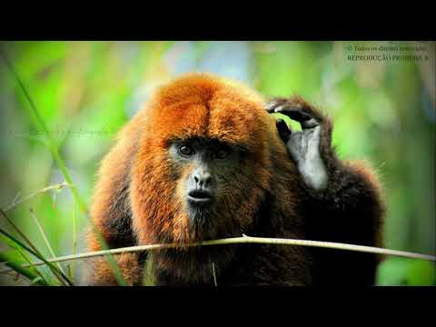 Com a Tropilha Por Diante