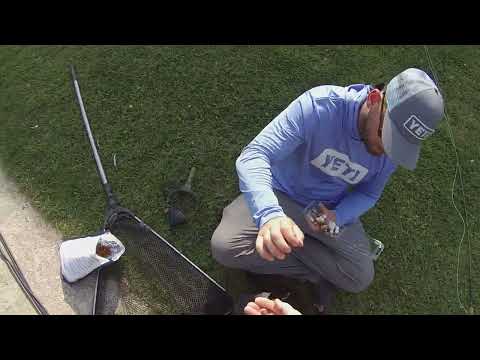 #48 :Carp on the Fly on a Hot Sunny Day