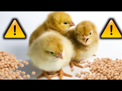 NEVER Feed Your Chickens Raw Soya Beans