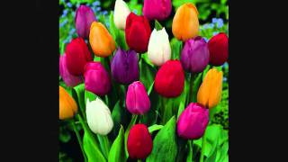 Never A Time - Genesis