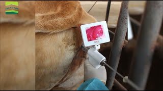Cow visual artificial insemination gun - GREAT FARM